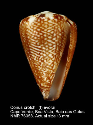 Conus crotchii (f) evorai.jpg - Conus crotchii (f) evorai Monteiro,Fernandes & Rolán,1995